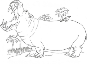 Disegno di ippopotamo da stampare e colorare 42
