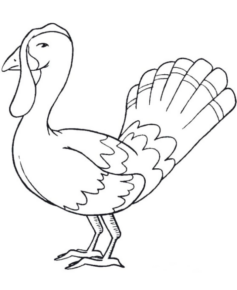 Disegno di tacchino da stampare e colorare 59