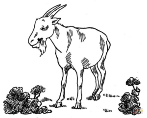 Disegno di capra da stampare e colorare 15