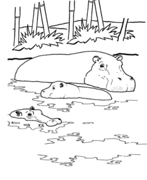 Disegno di ippopotamo da stampare e colorare 13