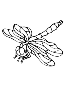 Disegno di libellula da stampare e colorare 19