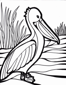 Disegno di pellicano da stampare e colorare 8
