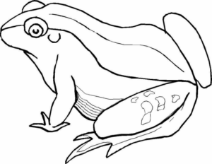 Disegno di rana da stampare e colorare 119