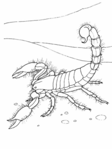 Disegno di scorpione da stampare e colorare 16