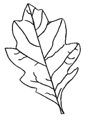 Disegno di foglia da stampare e colorare 72
