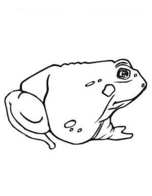Disegno di rana da stampare e colorare 94
