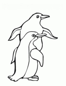 Disegno di pinguino da stampare e colorare 55