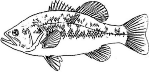 Disegno di pesce da stampare e colorare 198