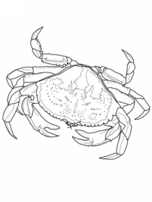 Disegno di granchio da stampare e colorare 58