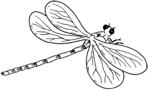 Disegno di libellula da stampare e colorare 15