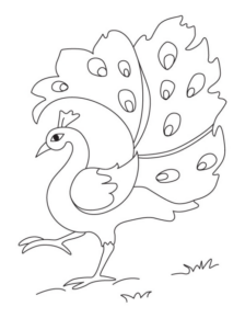 Disegno di pavone da stampare e colorare 19