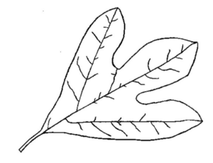 Disegno di foglia da stampare e colorare 177