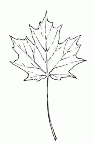 Disegno di foglia da stampare e colorare 53