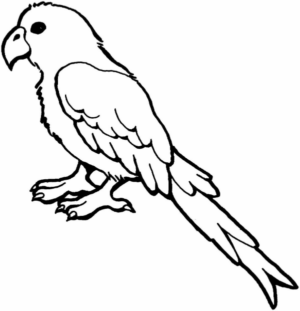 Disegno di pappagallo da stampare e colorare 132