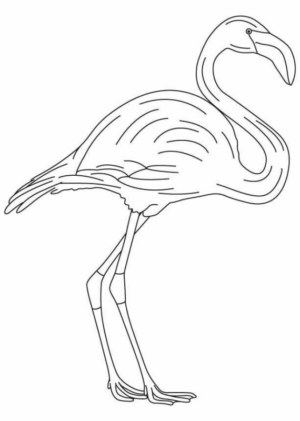 Disegno di fenicottero da stampare e colorare 21