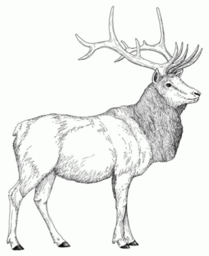 Disegno di cervo da stampare e colorare 35
