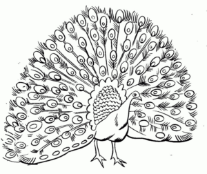 Disegno di pavone da stampare e colorare 11
