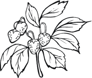 Disegno di fragola da stampare e colorare 15