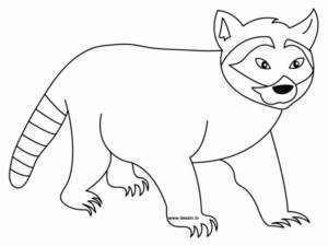 Disegno di procione da stampare e colorare 16