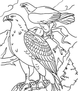 Disegno di falco da stampare e colorare 22