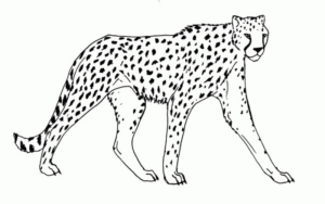 Disegno di leopardo da stampare e colorare 27
