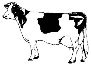 Disegno di mucca da stampare e colorare 67