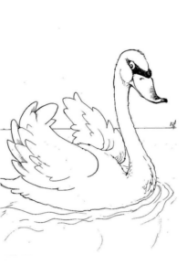 Disegno di cigno da stampare e colorare 6