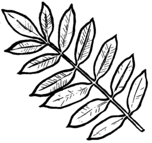 Disegno di foglia da stampare e colorare 174