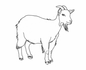 Disegno di capra da stampare e colorare 33
