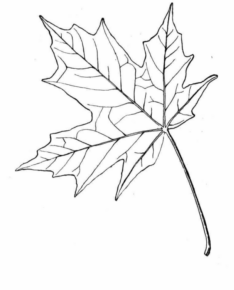 Disegno di foglia da stampare e colorare 50