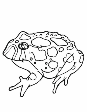 Disegno di rana da stampare e colorare 129