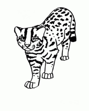 Disegno di leopardo da stampare e colorare 50
