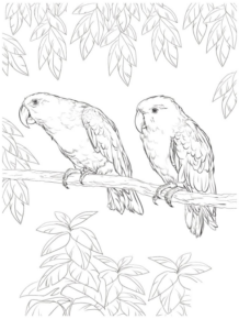 Disegno di pappagallo da stampare e colorare 59