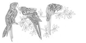 Disegno di pappagallo da stampare e colorare 97