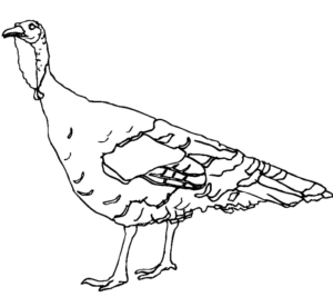 Disegno di tacchino da stampare e colorare 56
