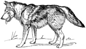 Disegno di lupo da stampare e colorare 29