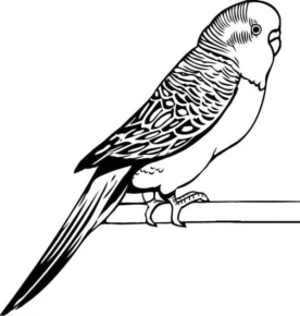 Disegno di pappagallo da stampare e colorare 36