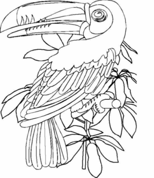 Disegno di tucano da stampare e colorare 8