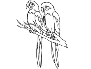 Disegno di pappagallo da stampare e colorare 3