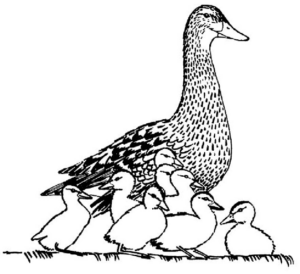 Disegno di papera da stampare e colorare 28