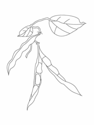 Disegno di pisellino da stampare e colorare 6