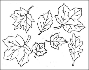 Disegno di foglia da stampare e colorare 197