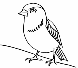 Disegno di passero da stampare e colorare 41