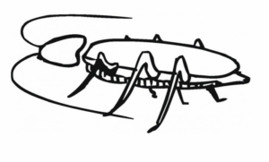 Disegno di scarafaggio da stampare e colorare 9