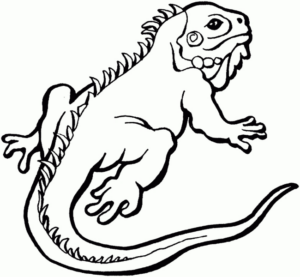 Disegno di iguana da stampare e colorare 3