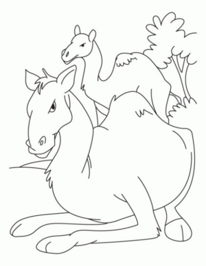 Disegno di dromedario da stampare e colorare 28