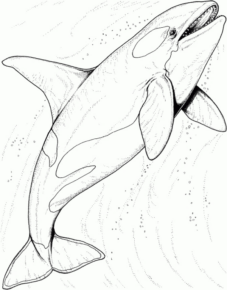 Disegno di delfino da stampare e colorare 54