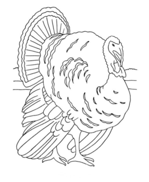 Disegno di tacchino da stampare e colorare 73