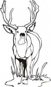 Disegno di cervo da stampare e colorare 4