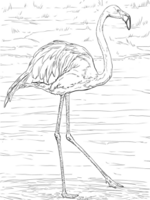 Disegno di fenicottero da stampare e colorare 29